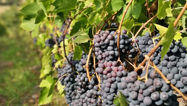 Sangiovese
